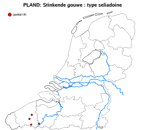 seliadoine